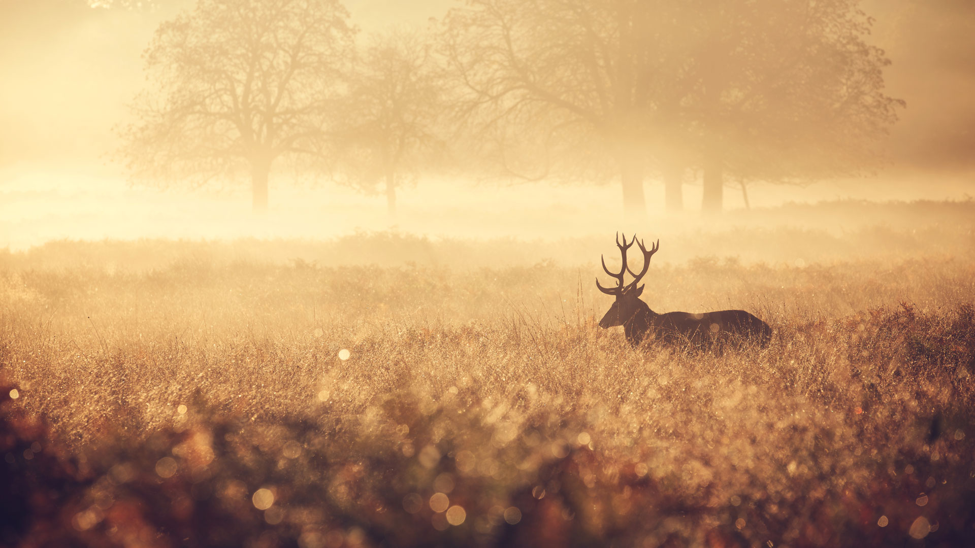 Deer in field